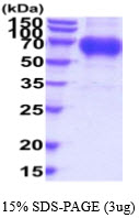 3ug by SDS-PAGE under reducing condition and visualized by coomassie blue stain